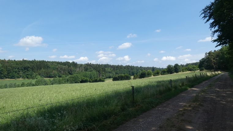 Ein ländlicher Wanderweg neben einer Wiese mit Wald im Hintergrund unter blauem Himmel.