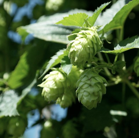 Green hop cone, &copy; Pixabay