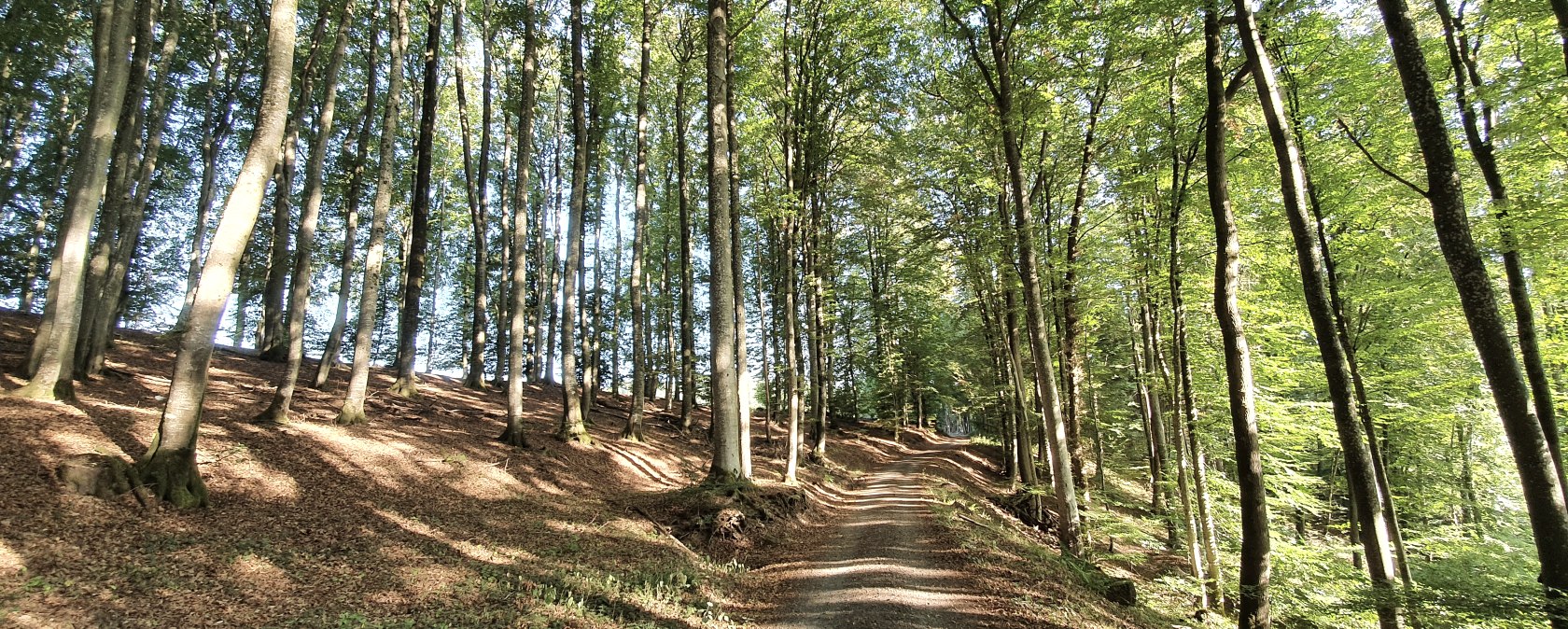 Een bospad in de Echtersbachvallei, omringd door hoge, schaarse bomen en zonlicht dat door de bladeren filtert., © TI Bitburger Land, Steffi Wagner