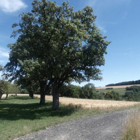 Ein Feldweg führt durch eine grüne Landschaft mit Bäumen und Wiesen unter einem klaren blauen Himmel., © TI Bitburger Land