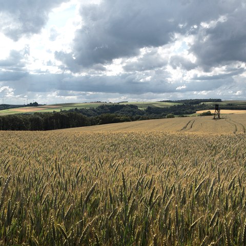 Piste de rempart Weidingen, © Naturpark Südeifel, Volker Teuschler