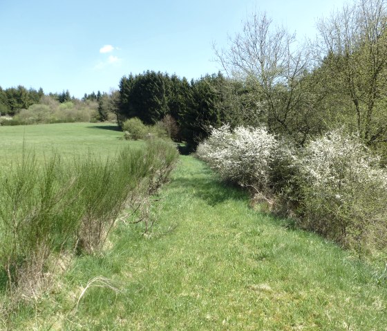 Lush overgrown paths, © NaturAktivErleben
