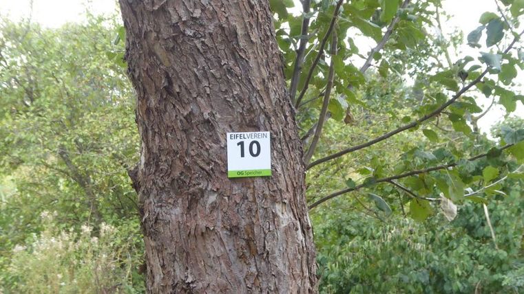 Ein Baum mit einem Schild des Eifelvereins, das die Nummer 10 zeigt, im Grünen.