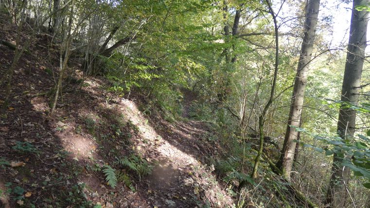 Ein schmaler Wanderweg führt durch einen dichten, grünen Wald mit Laub- und Nadelbäumen.