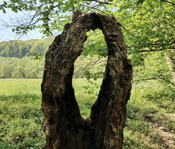 Een holle boomstam staat in een groen bos. Op de achtergrond zijn een weiland en een beboste heuvel te zien., © Tourist-Information Bitburger Land, Steffi Wagner
