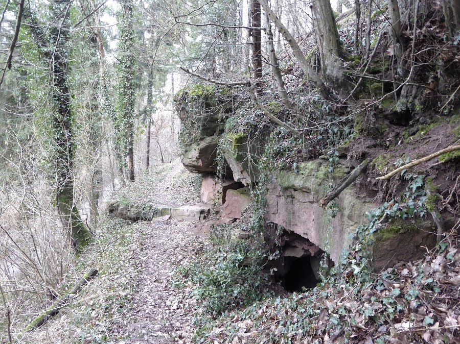 Ein schmaler Pfad im Wald, gesäumt von Bäumen und einer mit Efeu bewachsenen Felswand. Der Boden ist mit Laub bedeckt., © Eifelverein Ortsgruppe Speicher