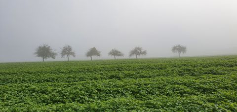 Pré-verger recouvert de brouillard avec des arbres en arrière-plan.