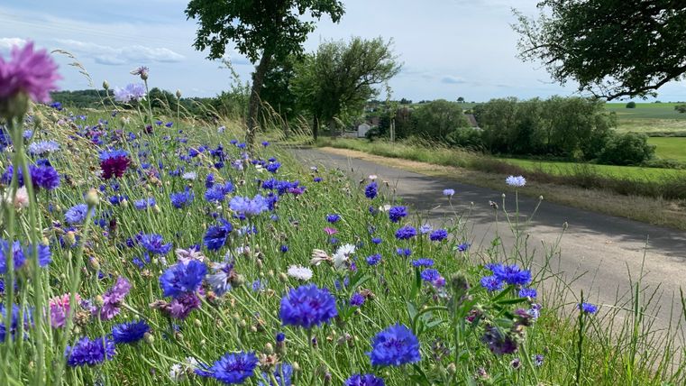 Blumenwiese mit blauen und lila Kornblumen am Straßenrand, im Hintergrund Bäume und Felder.