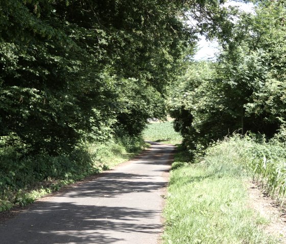A narrow cycle path winds its way through dense, green foliage in the Kallenbach valley. The sun casts shadows on the path., © Tourist-Information Bitburger Land, Melanie Salzburger