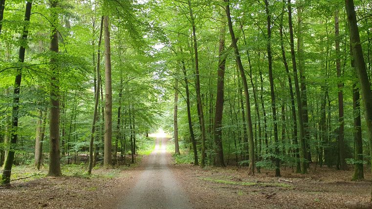 Ein Waldweg führt durch einen dichten, grünen Wald mit hohen Bäumen.