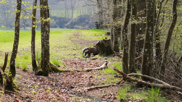 Ein ruhiger Waldweg umgeben von Bäumen und frischem Grün. Im Hintergrund sieht man eine weite, offene Fläche.