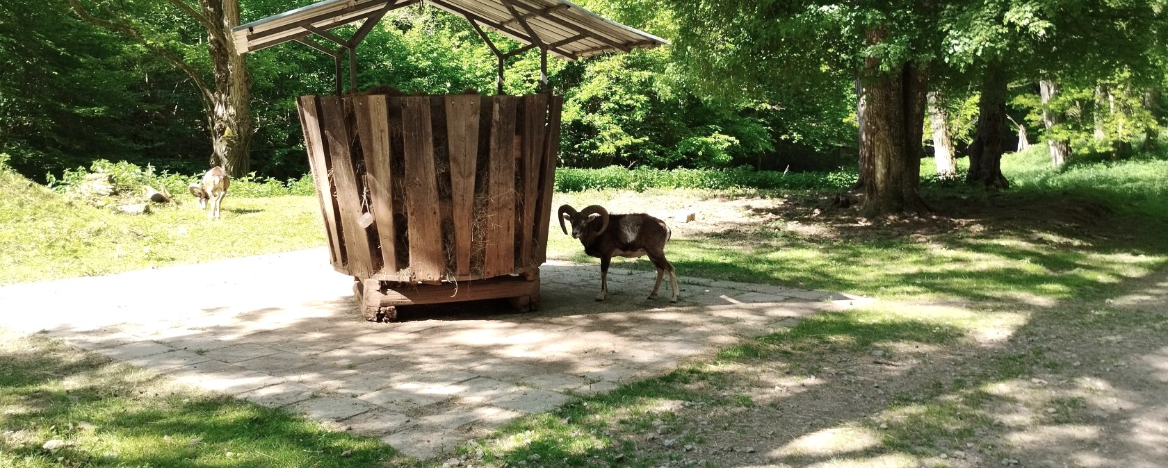 Mufflon an der Futterstation, © TI Bitburger Land
