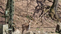 Zoo03, &copy; Eifel-Zoo, Wallpott