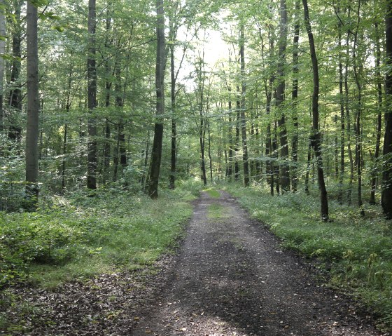Un chemin étroit et non goudronné traverse une forêt verdoyante avec de grands arbres et un sous-bois dense., © Berscheid