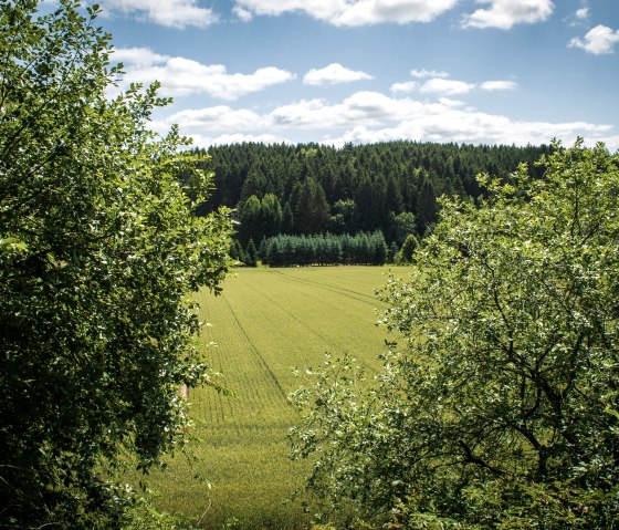 Paysage verdoyant avec une forêt dense en arrière-plan, encadrée d'arbres. Un vaste champ s'étend sous un ciel bleu parsemé de nuages., © TI Bitburger Land - Monika Mayer