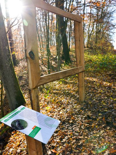 Holzrahmen im Wald mit Infotafel über Wölfe, Sonnenlicht scheint durch die Bäume.