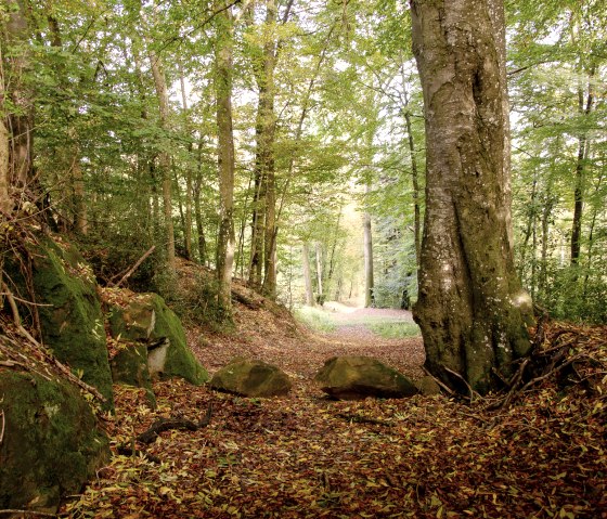 An idyllic forest path, covered in colorful autumn leaves, leads through tall trees. Large stones line the path that leads into the distance., © Tourist-Info Bitburger Land