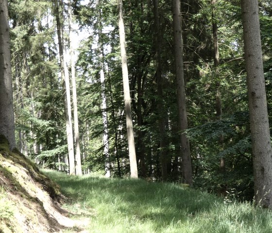 Ein schmaler Waldweg schlängelt sich durch einen dichten Wald mit hohen Bäumen und grünem Moos., © TI Bitburger Land