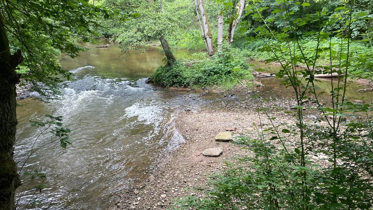 Ein Fluss fließt durch einen grünen Wald mit Bäumen und Sträuchern am Ufer.
