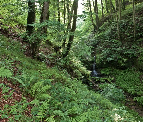Une petite chute d'eau sur le sentier des gorges, &copy; Naturpark S&uuml;deifel, Thomas Kirchen