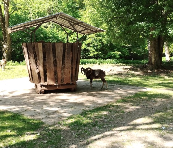 Mufflon an der Futterstation, © TI Bitburger Land