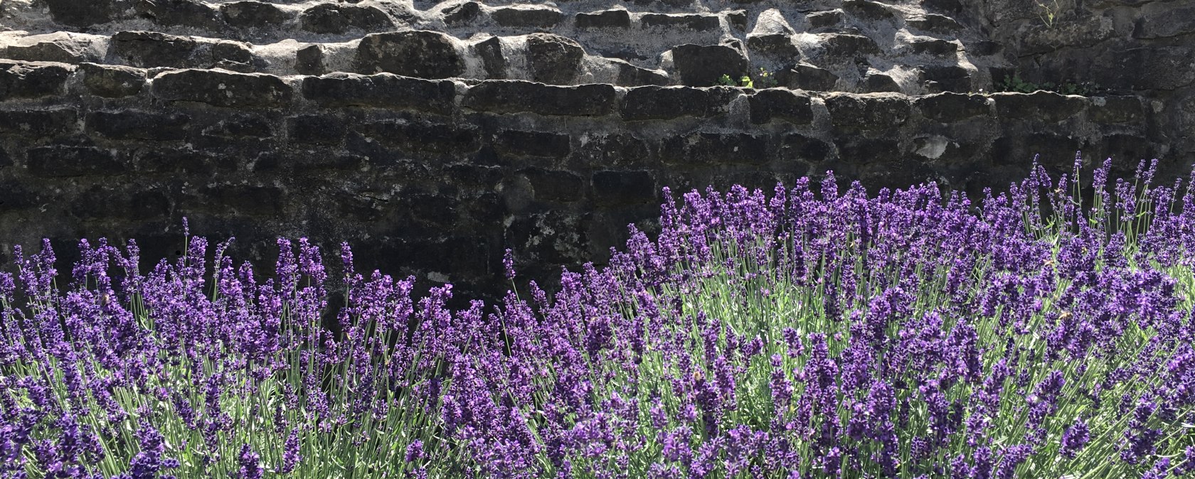 Lavendel R&ouml;mermauer, &copy; TI Bitburger Land