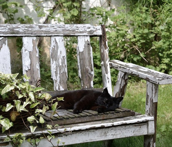 Katze im Garten, &copy; Norbert Heck Halsdorf