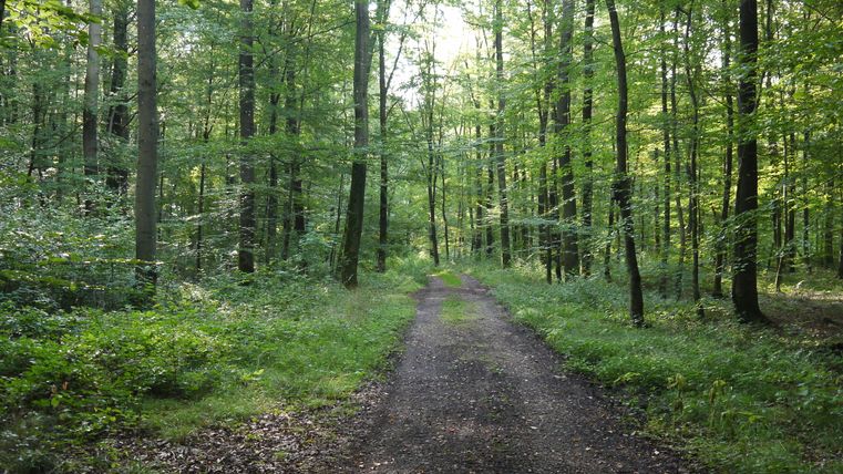 Ein Waldweg führt durch einen grünen, dicht bewachsenen Wald mit hohen Bäumen.