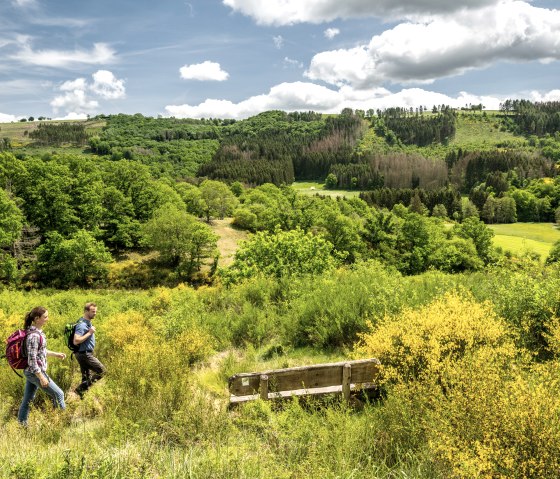 Leuchtende Ginsterfelder in der Eifel, umgeben von grünen Bäumen., © Eifel Tourismus GmbH, Dominik Ketz