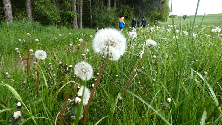 Löwenzahnwiese mit Spaziergängern im Hintergrund.