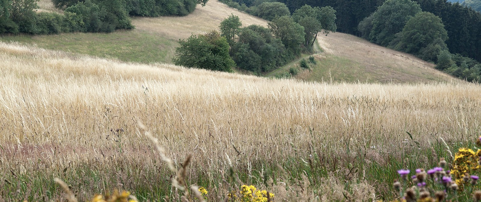 Experience close to nature near Plütscheid, © Volker Teuschler